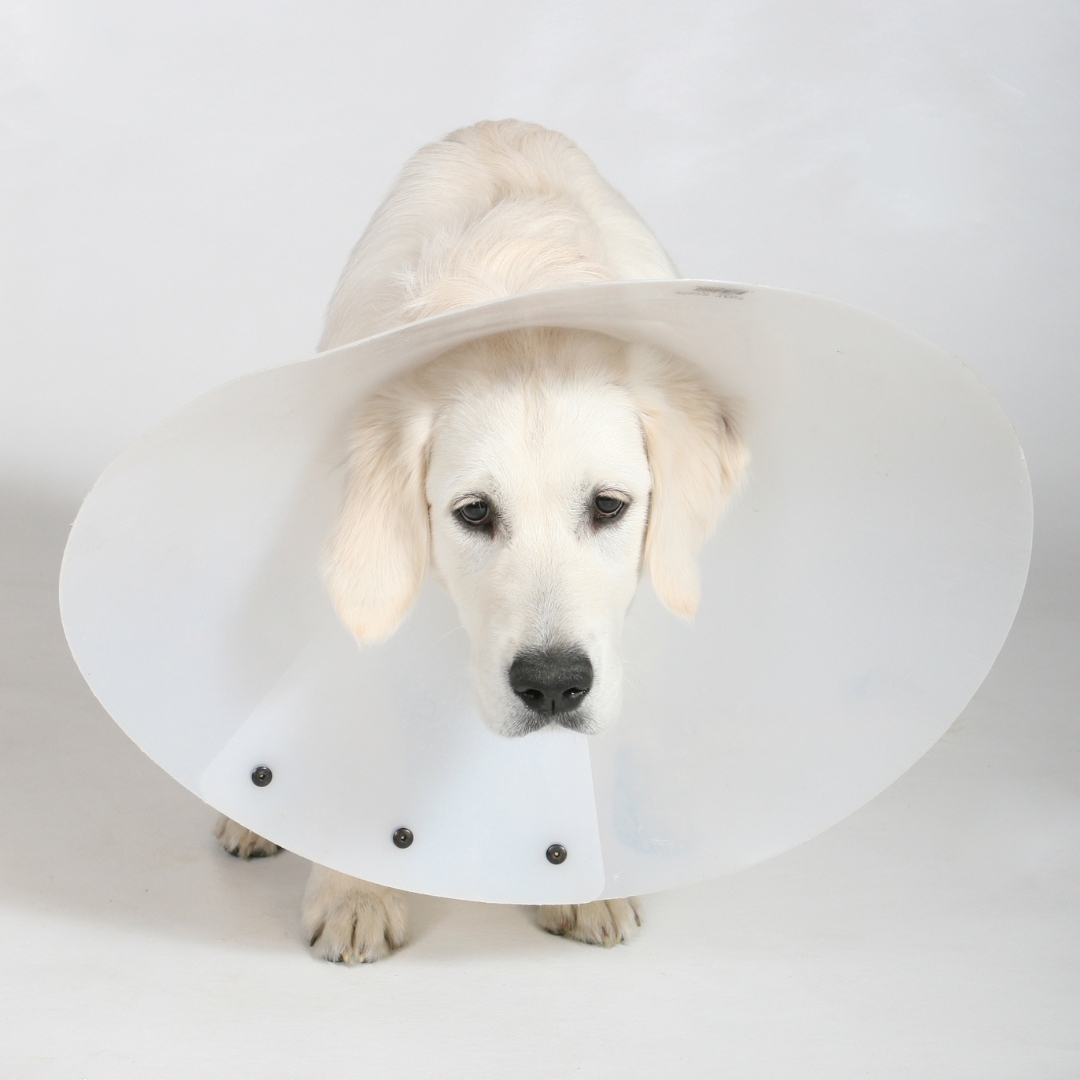 A dog wearing a cone