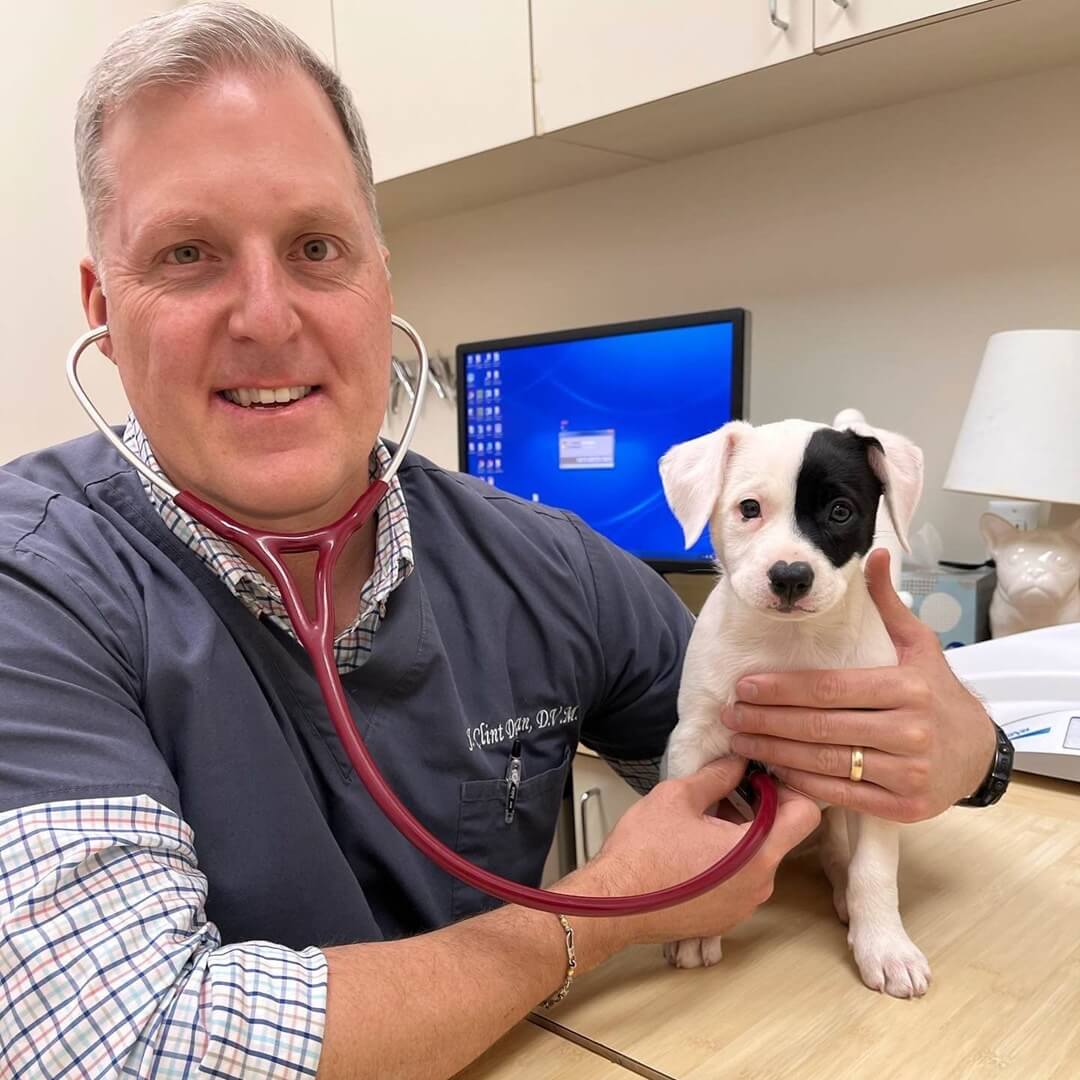 vet holding a stethoscope around a puppy