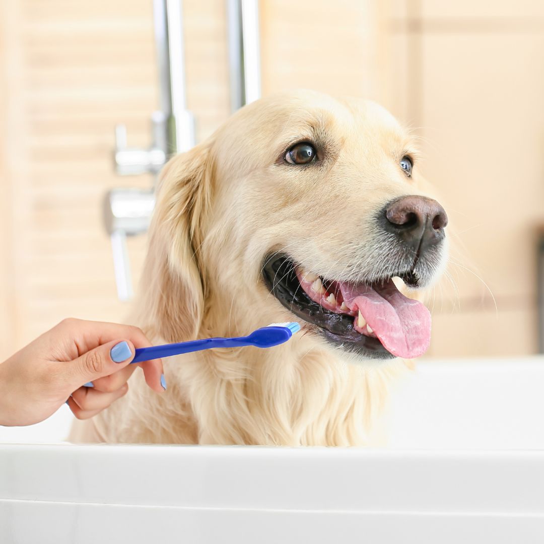 Vet brushing teeth of cute dog