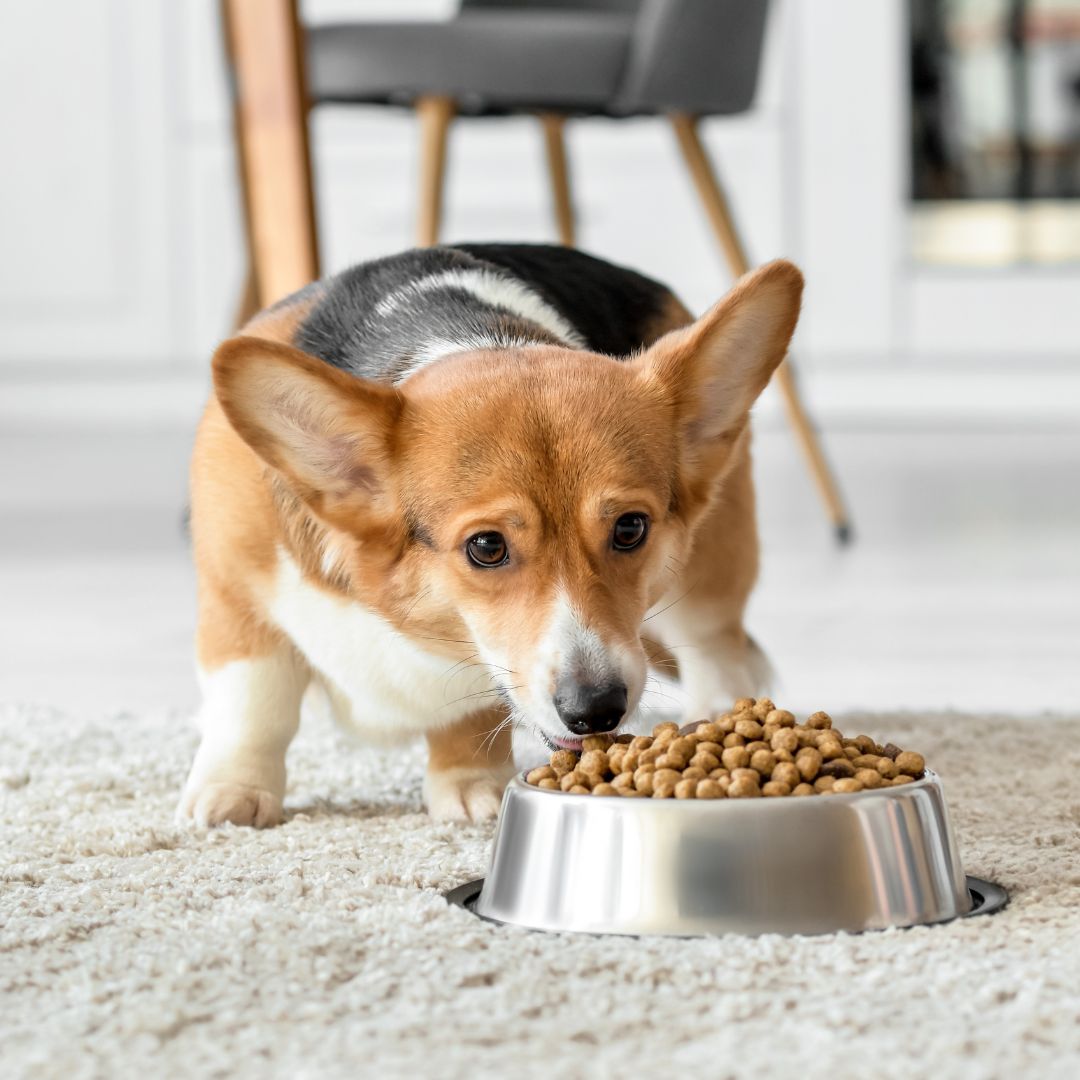 cute dog eating dry food from bowl