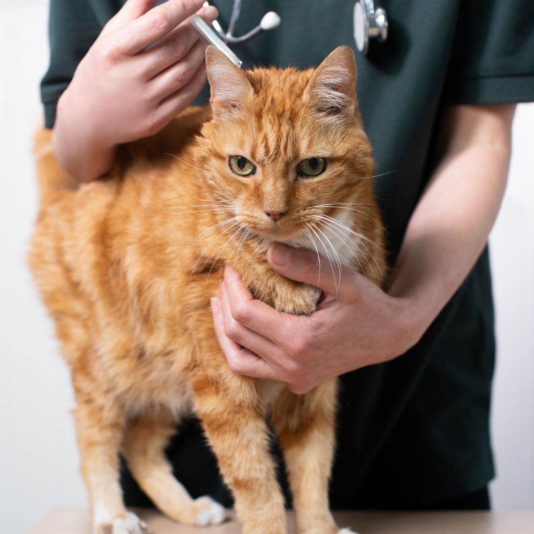 vet giving cat treatment to control tick