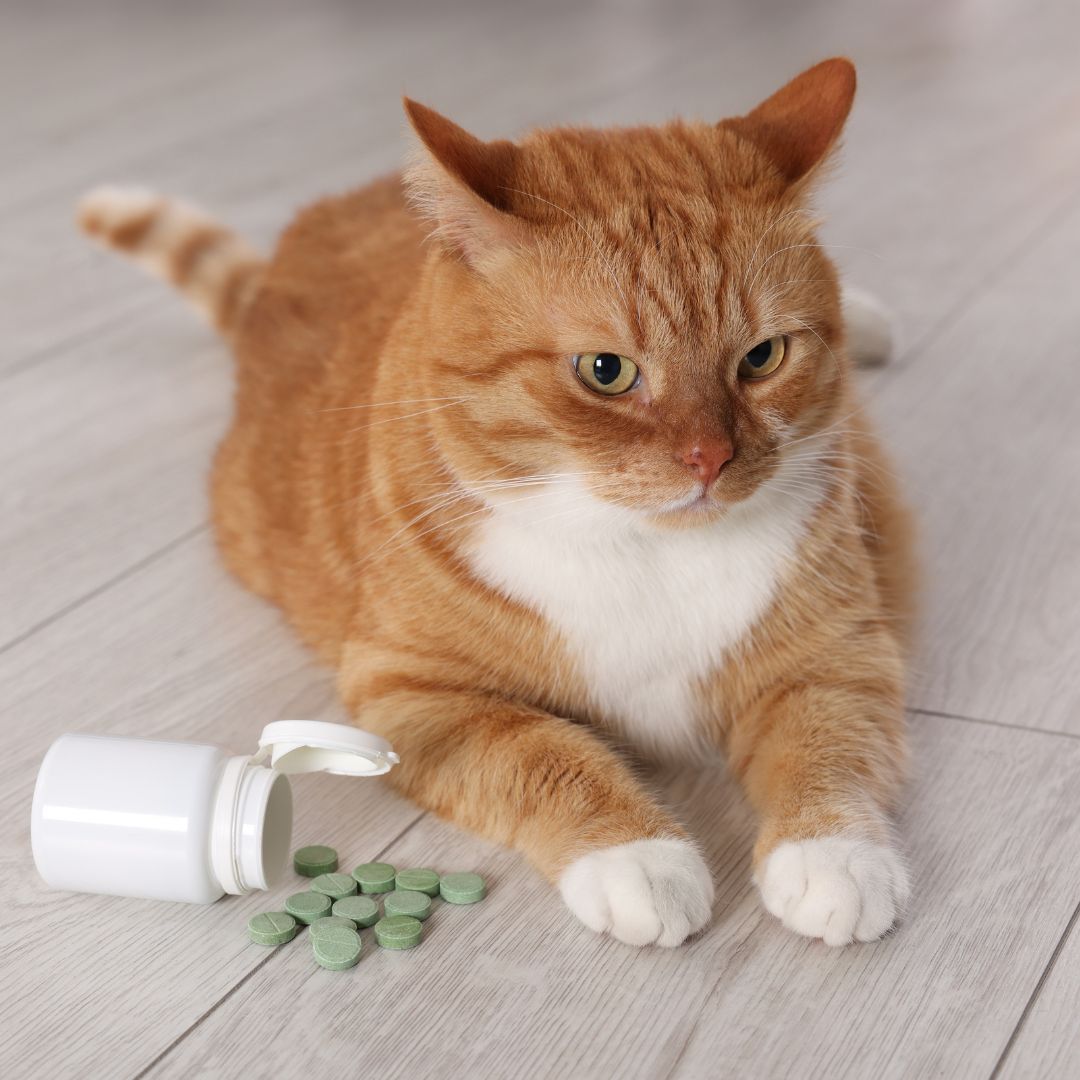 Cute cat and vitamin pills indoors
