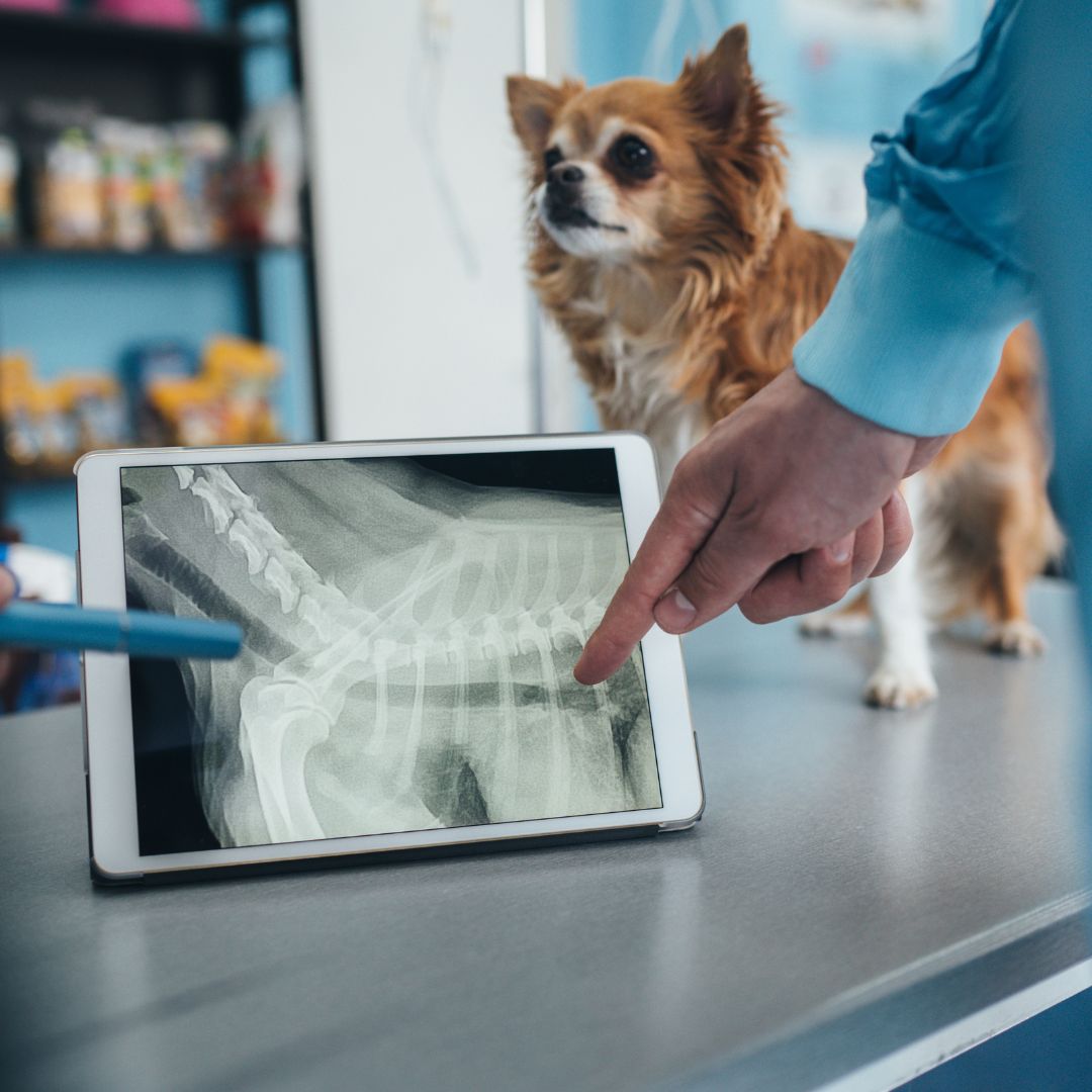 Vets examining X-ray of dog