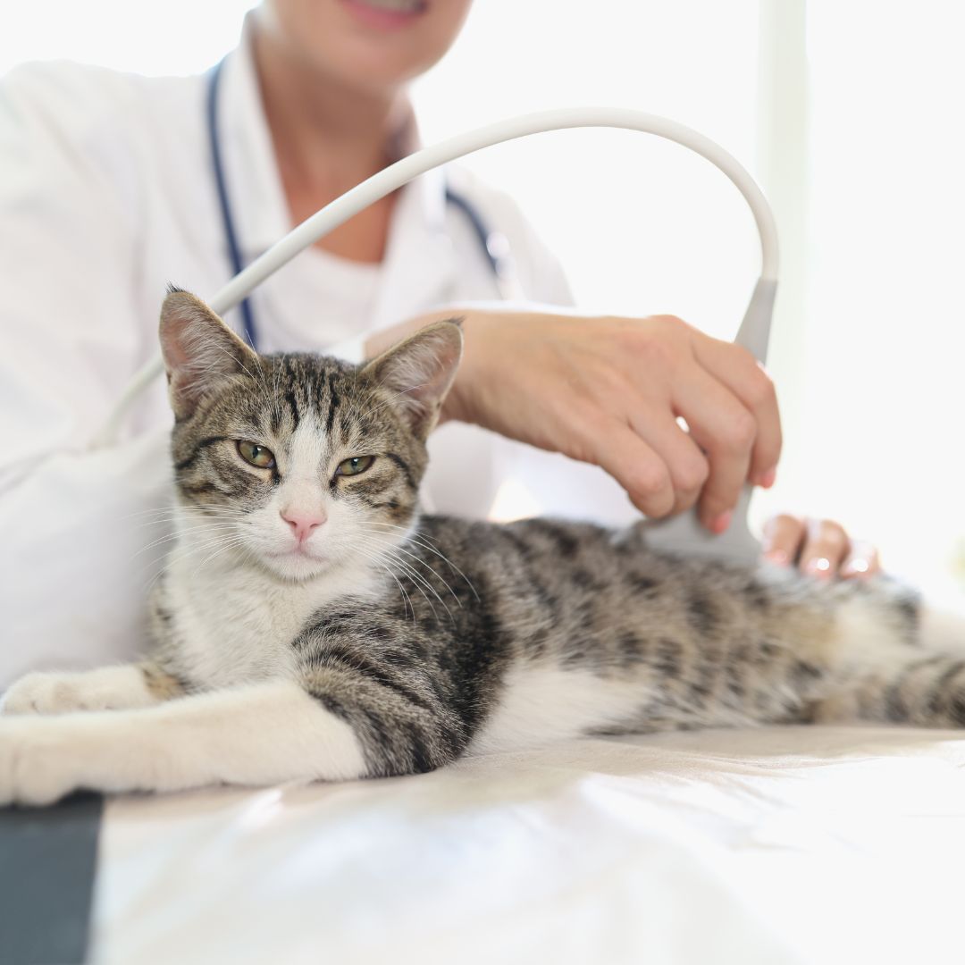 veterinarian conducts ultrasound of cat