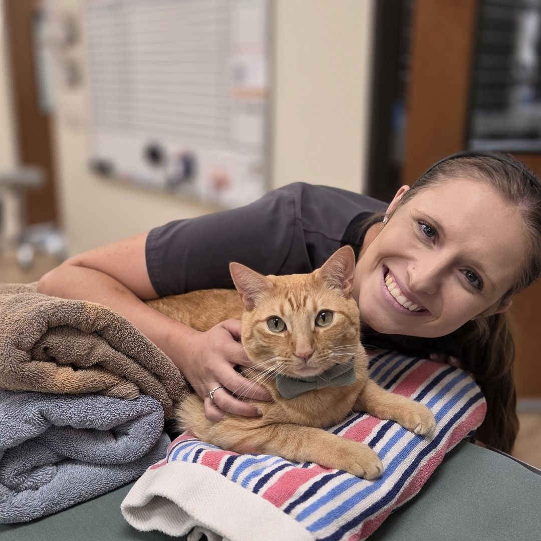 a vet holding a cat