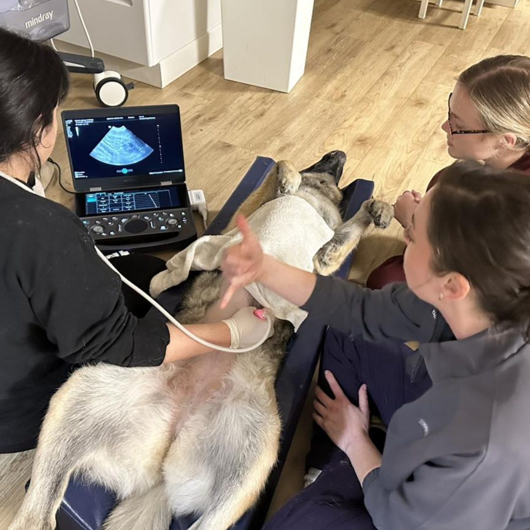 veterinarian conducts ultrasound of cat