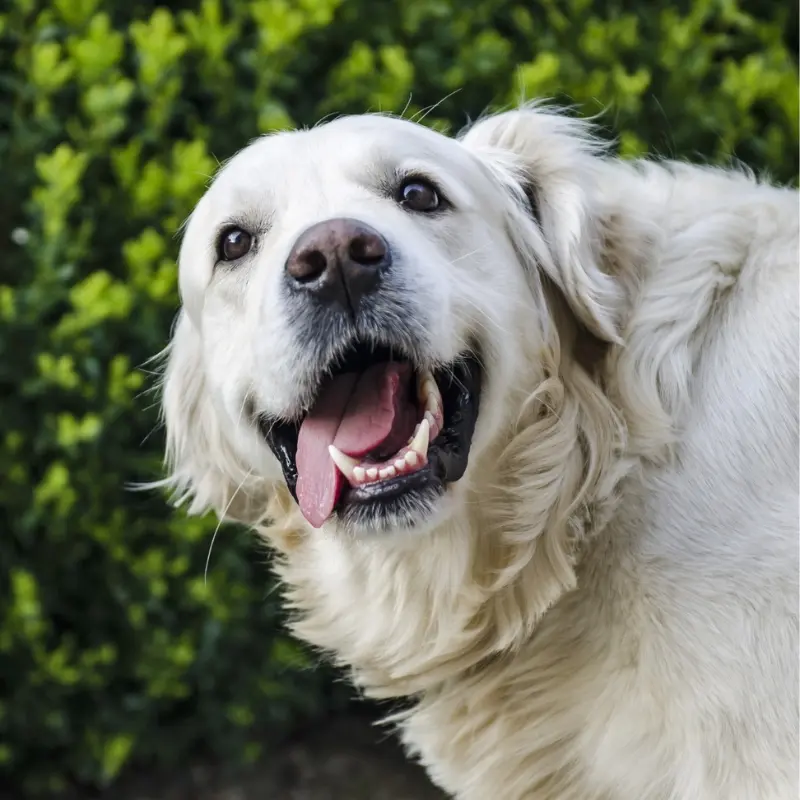 A dog with its mouth open