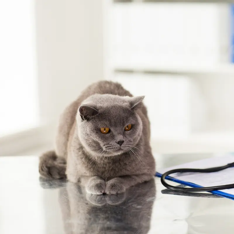 A cat lying on a table